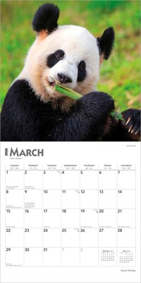 2026 BrownTrout Giant Pandas 12" x 12" Monthly Wall Calendar (9798330703418)