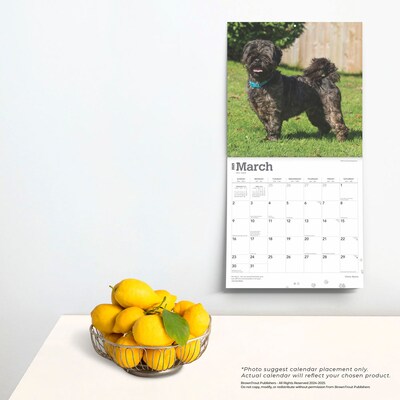 2025 BrownTrout Lhasa Apsos 12" x 12" Monthly  Wall Calendar (9781975478315)