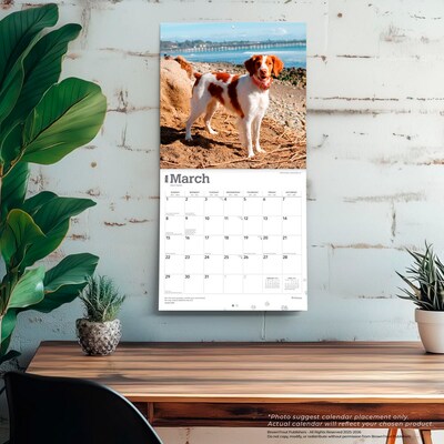 2026 BrownTrout Brittanys 12" x 12" Monthly Wall Calendar (9798330702640)