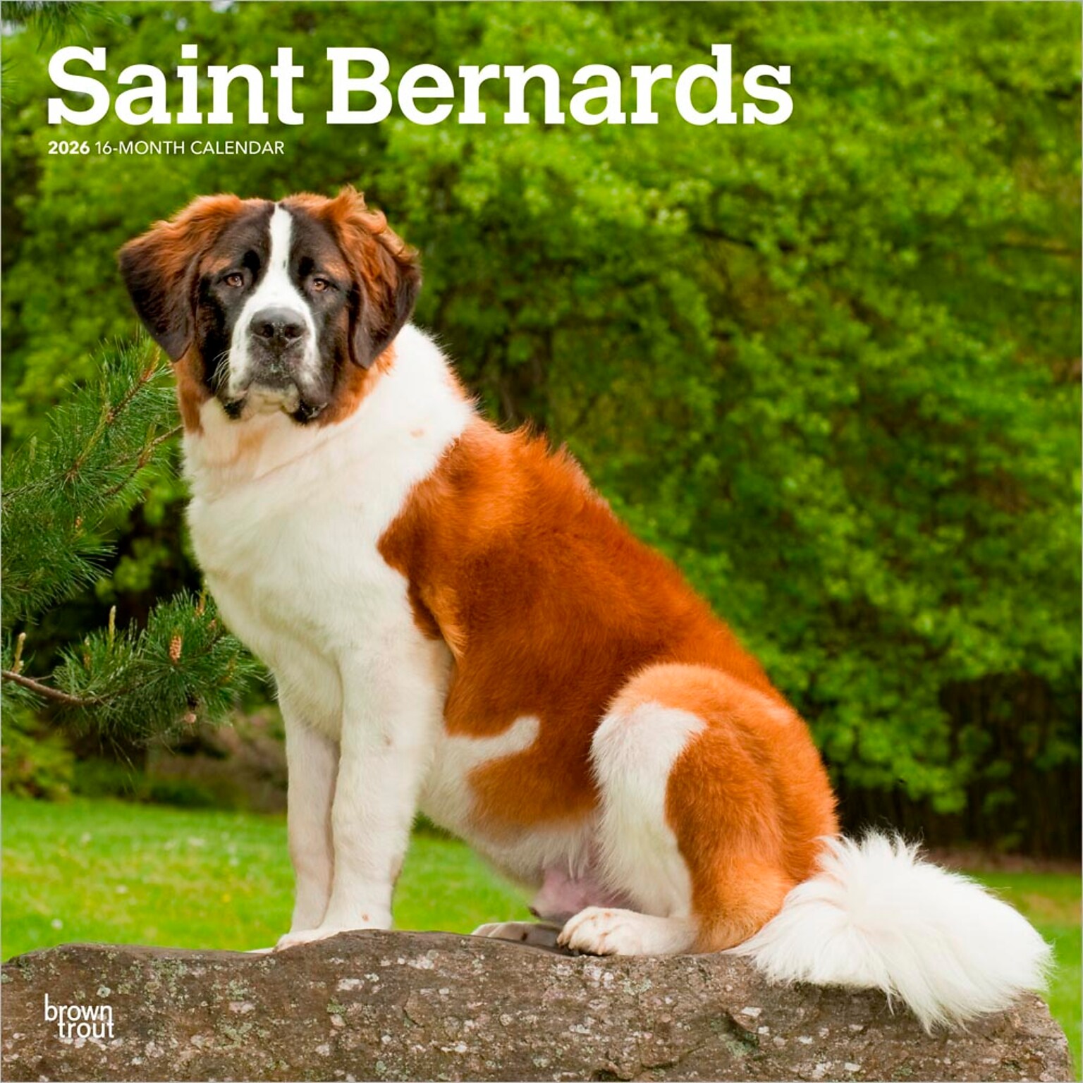 2026 BrownTrout Saint Bernards 12 x 12 Monthly Wall Calendar (9798330705405)