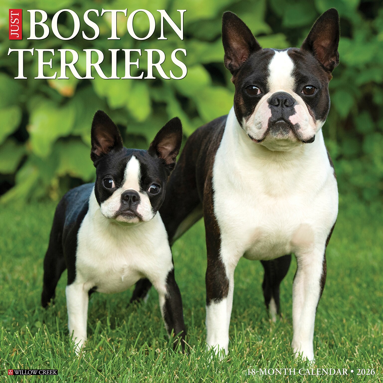 2026 Willow Creek Boston Terriers 12 x 12 Monthly Wall Calendar (55342)