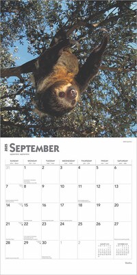 2025 BrownTrout Sloths 12" x 12" Monthly Square Wall Calendar (9781975475703)