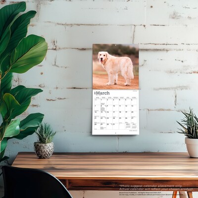 2027 BrownTrout Golden Retrievers 7" x 7" Monthly Wall Calendar, Assorted Colors (9798330714209)