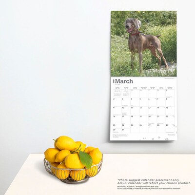 2025 BrownTrout Weimaraners 12" x 12" Monthly Wall Calendar (9781975477943)
