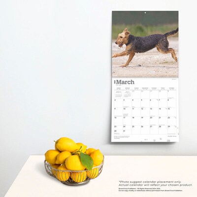 2025 BrownTrout Airedale Terriers 12" x 12" Monthly Wall Calendar (9781975476472)