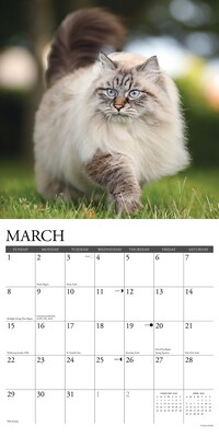 2026 Willow Creek Cats 12" x 12" Monthly Wall Calendar (50613)
