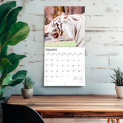 2026 BrownTrout White Tigers 12" x 12" Monthly Wall Calendar (9798330706341)