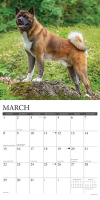 2026 Willow Creek Akitas 12" x 12" Monthly Wall Calendar (55304)