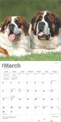 2025 BrownTrout Saint Bernards 12" x 24" Monthly Square Wall Calendar (9781975477653)