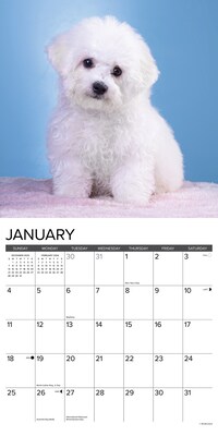 2026 Willow Creek Bichon Frise Puppies 12" x 12" Monthly Wall Calendar (50231)