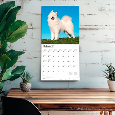 2026 BrownTrout Samoyeds 12" x 12" Monthly Wall Calendar (9798330705412)
