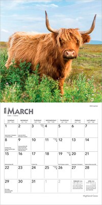 2026 BrownTrout Highland Cows 7" x 7" Monthly Wall Calendar (9798330703623)