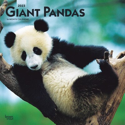 2023 BrownTrout Giant Pandas 12 x 12 Monthly Wall Calendar (9781975451653)