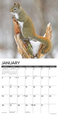 2025 Willow Creek Squirrels 12" x 12" Monthly Wall Calendar (45015)