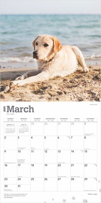 2025 BrownTrout Yellow Labrador Retrievers 12" x 12" Monthly Square Wall Calendar (9781975477363)