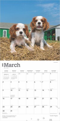 2025 BrownTrout Cavalier King Charles Spaniel Puppies 12" x 12" Monthly  Wall Calendar (9781975476816)