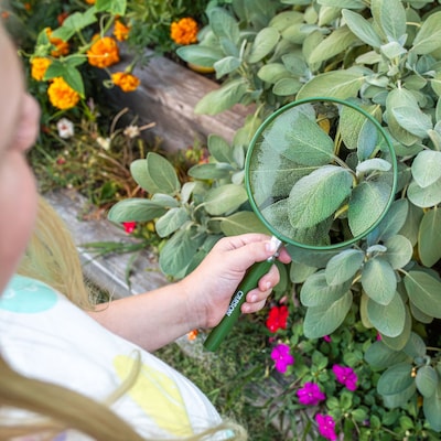 CARSON BigEye 2x Handheld Magnifier, 2/Pack (KITCSNHU202PK)