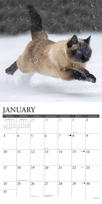 2027 Willow Creek Siamese Cats 12" x 12" Monthly Wall Calendar, Assorted Colors (62326)