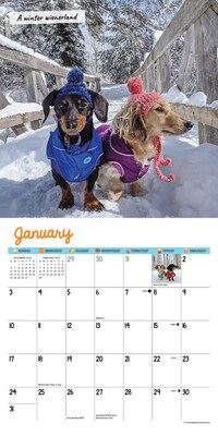 2027 Willow Creek Crusoe the Celebrity Dachshund 7" x 7" Monthly Wall Calendar (63972)
