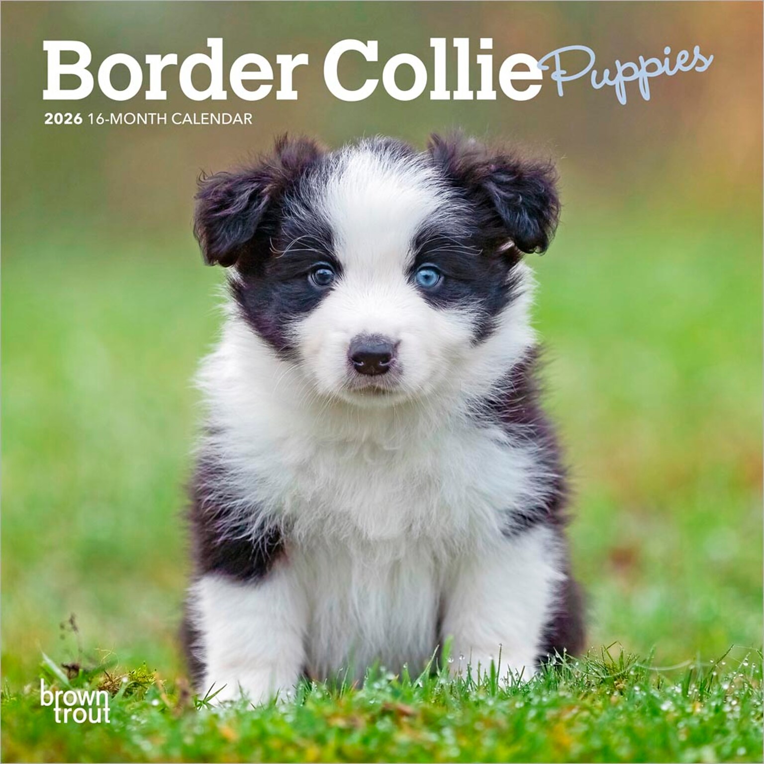 2026 BrownTrout Border Collie Puppies 7 x 7 Monthly Wall Calendar (9798330702534)