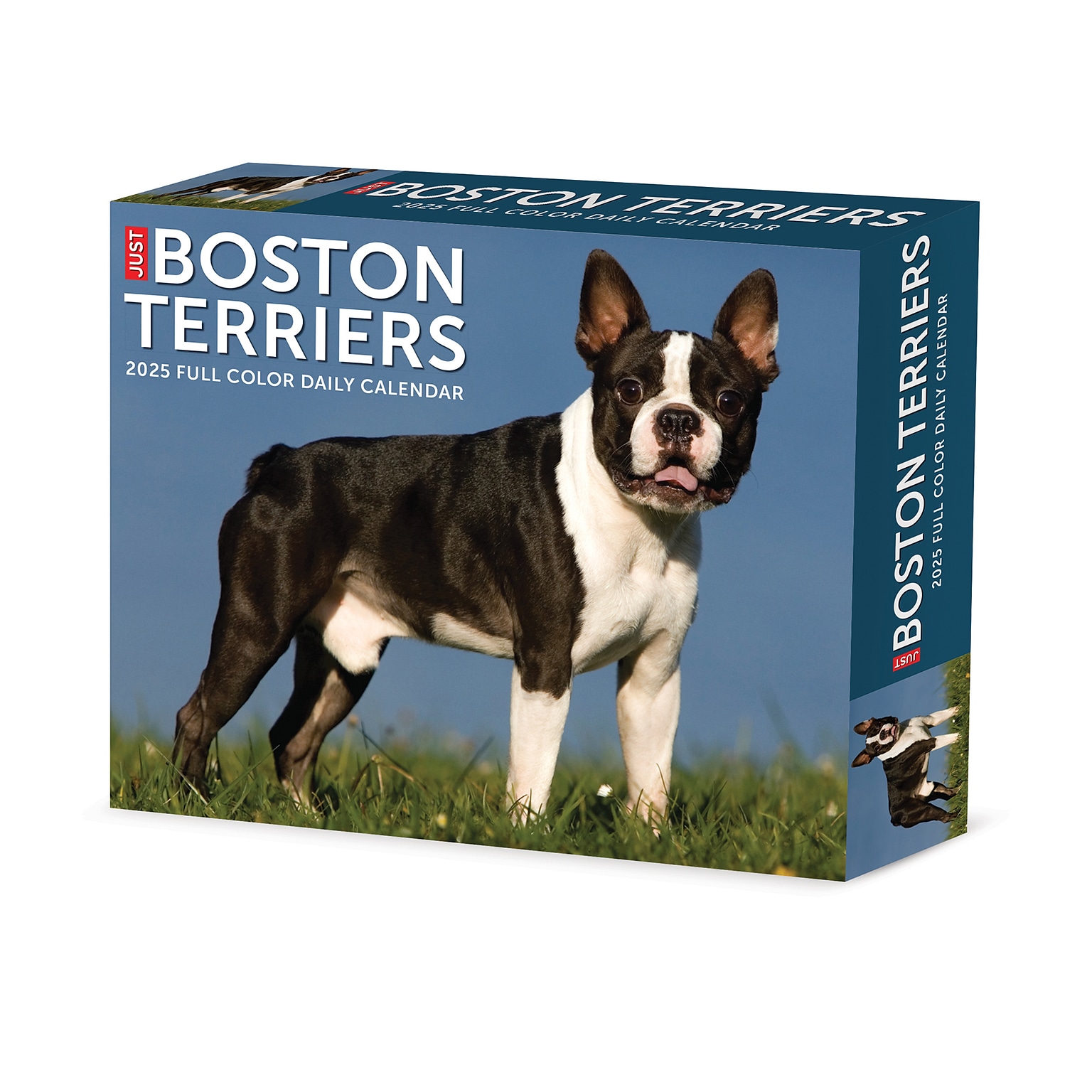 2025 Willow Creek Boston Terriers 6 x 5.5 Day-to-Day Calendar (40683)
