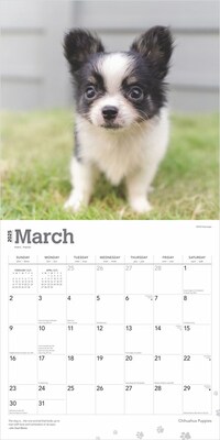 2025 BrownTrout Chihuahua Puppies 12" x 12" Monthly  Wall Calendar (9781975474652)