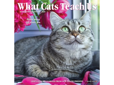 2025 Willow Creek What Cats Teach Us 7" x 7" Monthly Wall Calendar (46012)