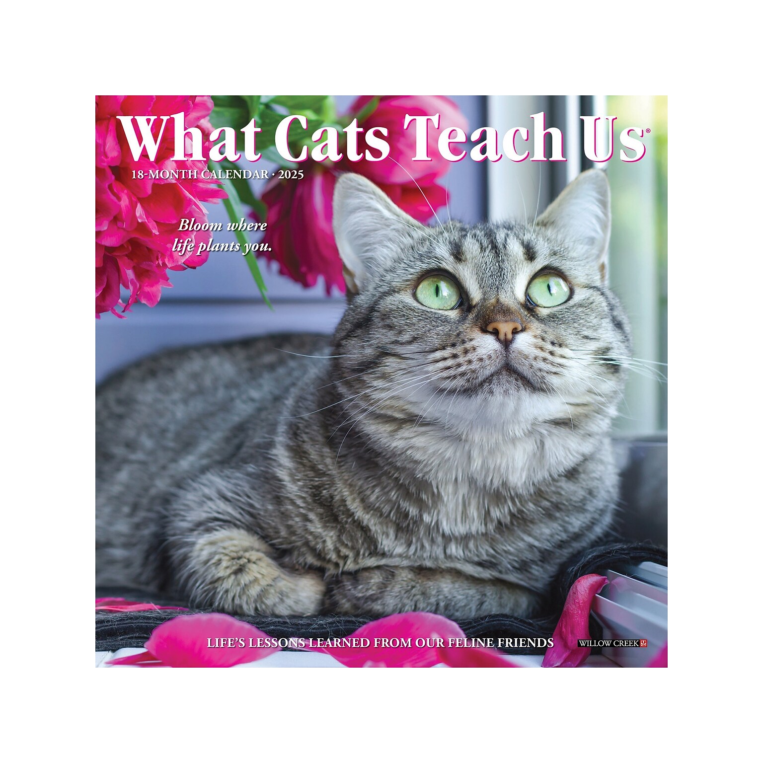 2025 Willow Creek What Cats Teach Us 7 x 7 Monthly Wall Calendar (46012)