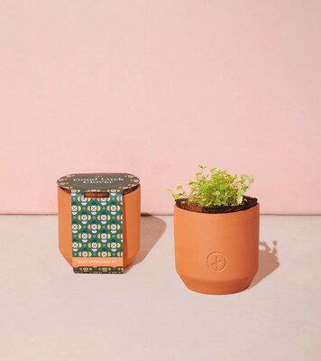 Modern Sprout Tiny Terracotta Kit - Good Luck Clover