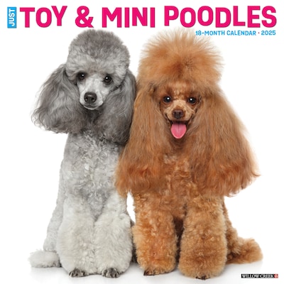 2025 Willow Creek Just Toy and Miniature Poodles 12 x 12 Monthly Wall Calendar (45145)