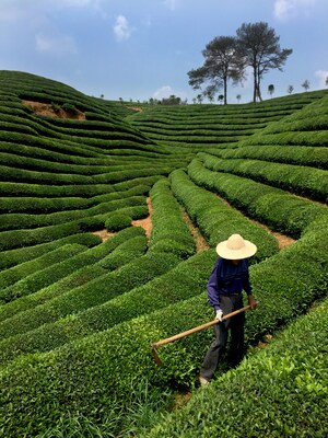 Numi Decaf Moroccan Mint Tea Bags, 18/Box (878237)