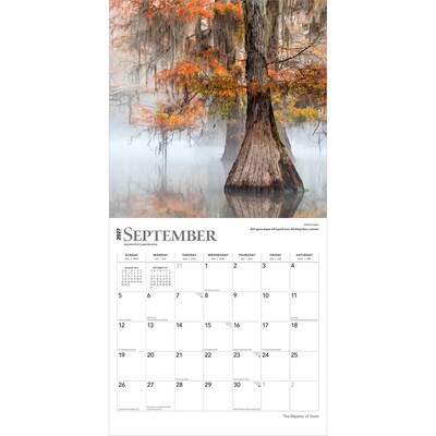 2027 BrownTrout The Majesty of Trees 12" x 12" Monthly Wall Calendar (9798330711574)