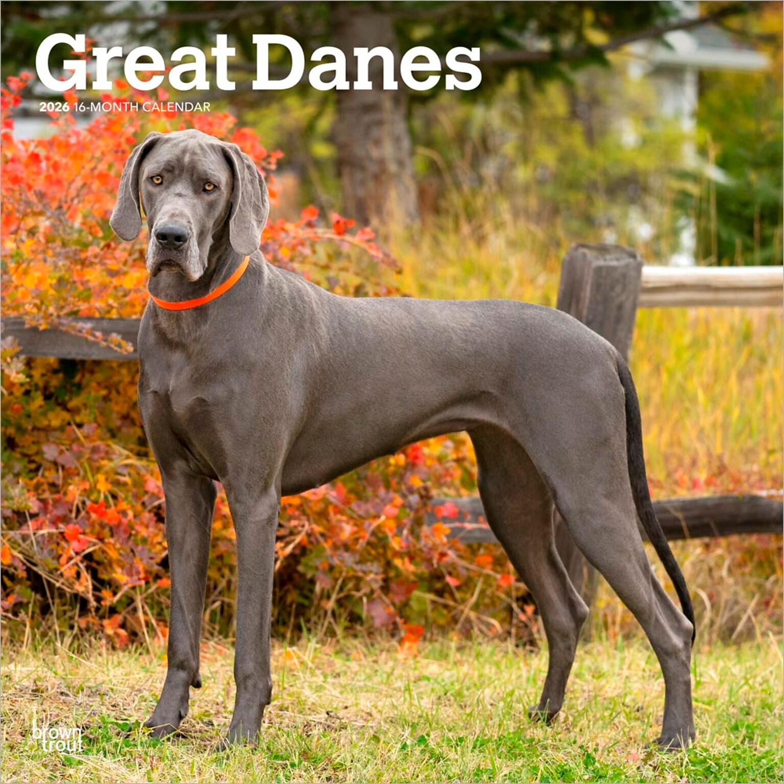 2026 BrownTrout Great Danes 12 x 12 Monthly Wall Calendar (9798330703524)
