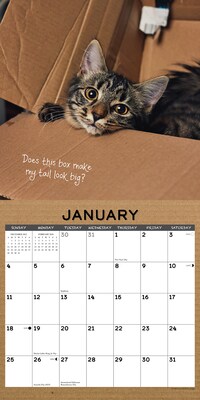 2026 Willow Creek Cat in a Box 12" x 12" Monthly Wall Calendar (50576)