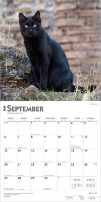 2026 BrownTrout Black Cats 12" x 12" Monthly Wall Calendar (9798330702480)