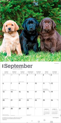 2026 BrownTrout Labrador Retriever Puppies 12" x 12" Monthly Wall Calendar (9798330704170)