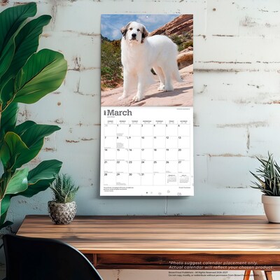 2027 BrownTrout Great Pyrenees 12" x 12" Monthly Wall Calendar (9798330712496)