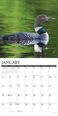 2026 Willow Creek Loons 12" x 12" Monthly Wall Calendar (51832)
