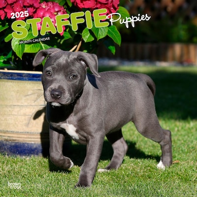 2025 BrownTrout Staffordshire Bull Terriers Puppies 12 x 12 Monthly Square Wall Calendar (97819754