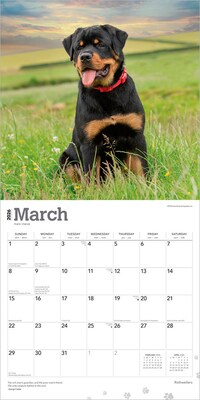 2026 BrownTrout Rottweilers 12" x 12" Monthly Wall Calendar (9798330705399)