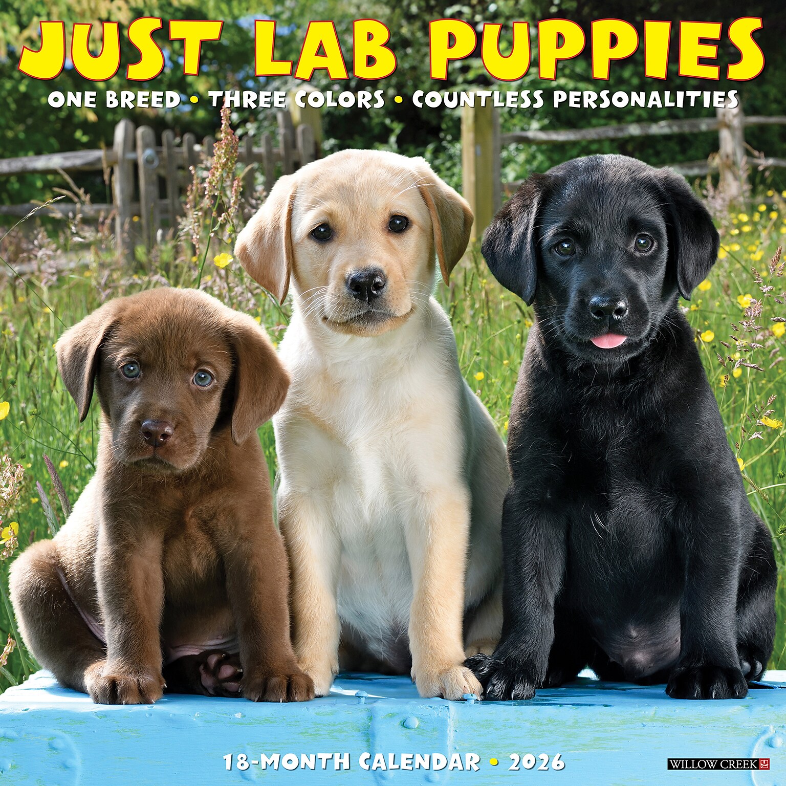 2026 Willow Creek Lab Puppies 12 x 12 Monthly Wall Calendar (51719)