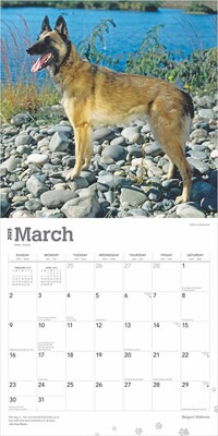 2025 BrownTrout Belgian Malinois 12" x 12" Monthly Wall Calendar (9781975478261)