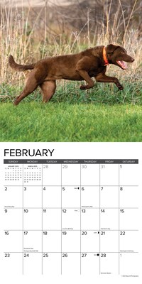 2025 Willow Creek Just Chesapeake Bay Retrievers 12" x 12" Monthly Wall Calendar (42281)