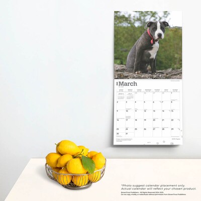 2025 BrownTrout Staffordshire Bull Terriers Puppies 12" x 12" Monthly Square Wall Calendar (9781975475741)