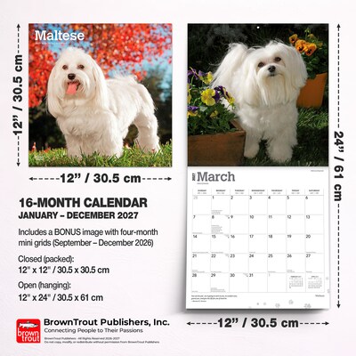 2027 BrownTrout Maltese 12" x 12" Monthly Wall Calendar (9798330714742)