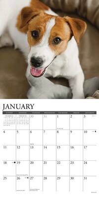 2026 Willow Creek Jack Russells 12" x 12" Monthly Wall Calendar (51627)