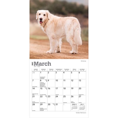2027 BrownTrout Golden Retrievers 7" x 7" Monthly Wall Calendar, Assorted Colors (9798330714209)