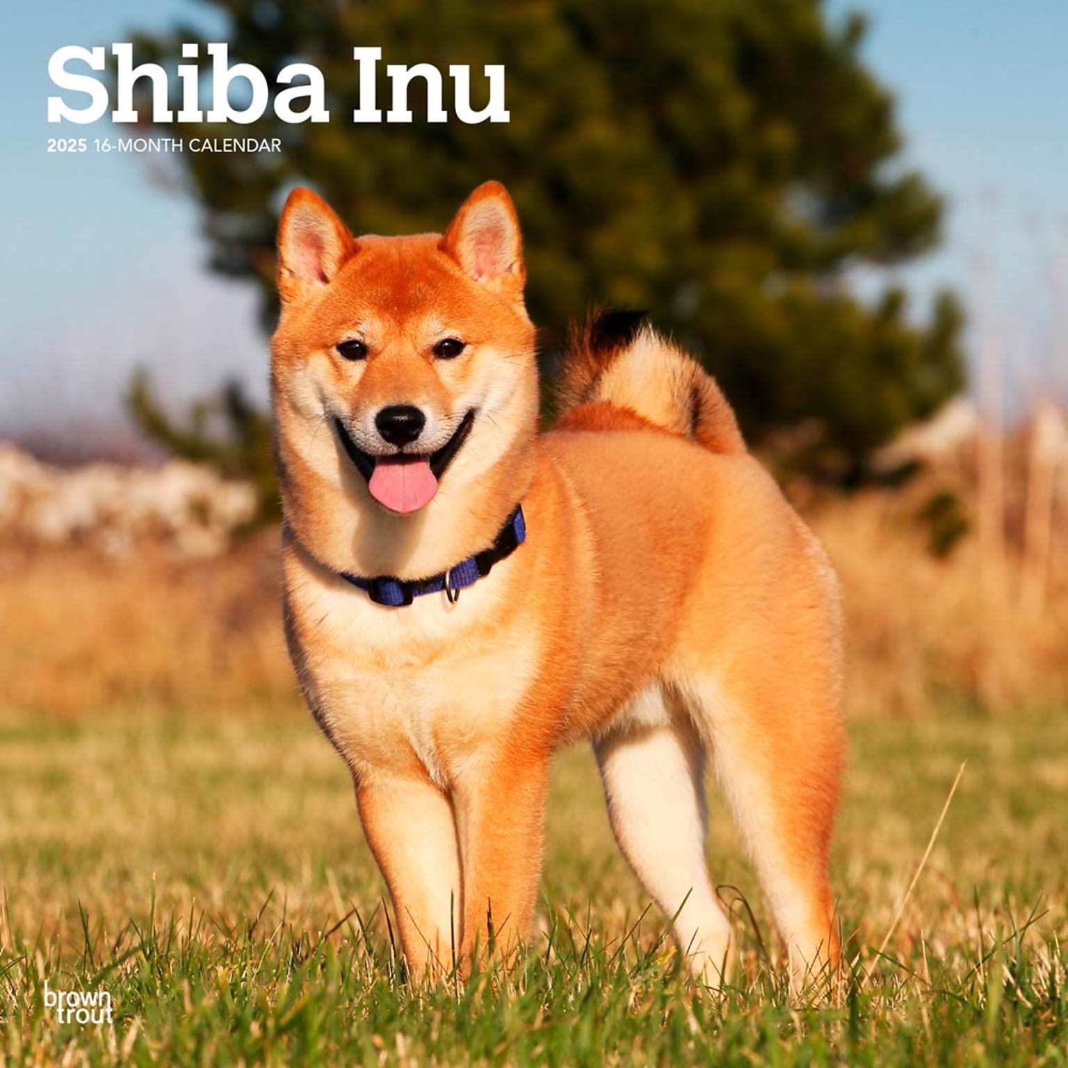 2025 BrownTrout Shiba Inu 12 x 24 Monthly Square Wall Calendar, (9781975477738)