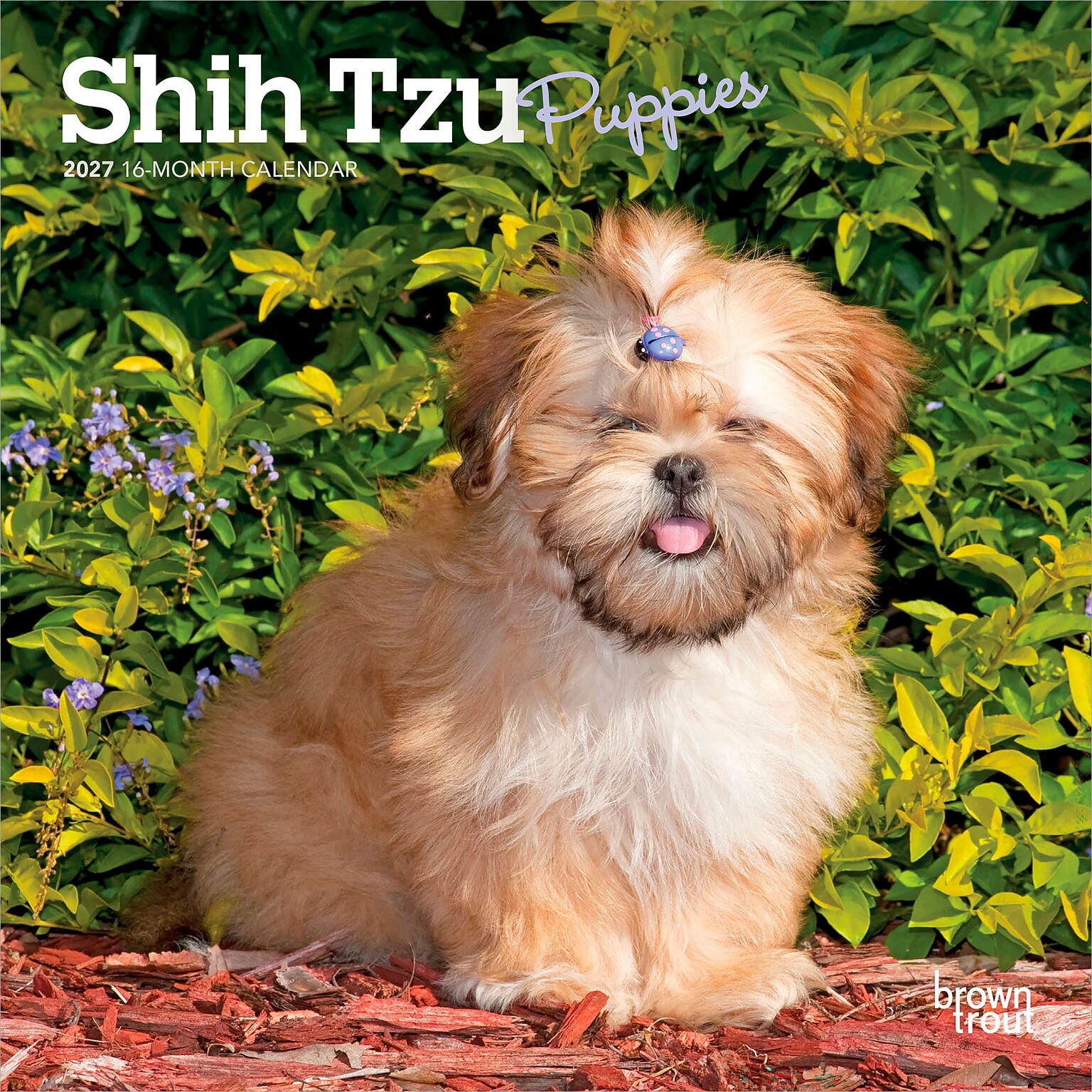 2027 BrownTrout Shih Tzu Puppies 7 x 7 Monthly Wall Calendar (9798330710089)