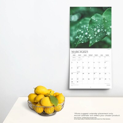 2025 Plato Simplicity 12" x 24" Monthly Square Wall Calendar (9781975478810)